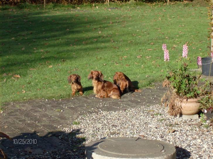 Gravhund Hylleholts Jannie - Luna billede 12