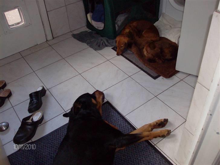 Gravhund Hylleholts Jannie - Luna billede 13