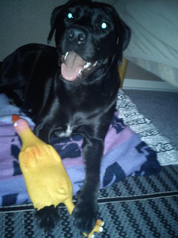 Blanding af racer Dina billede 6