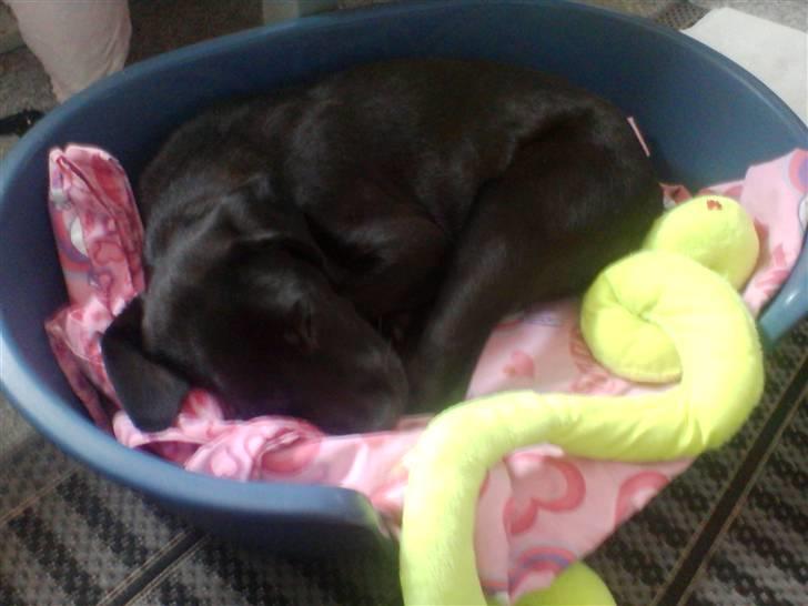 Blanding af racer Dina billede 7