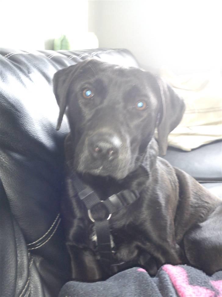 Blanding af racer Dina billede 8