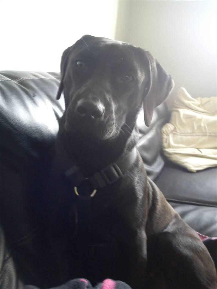 Blanding af racer Dina billede 9