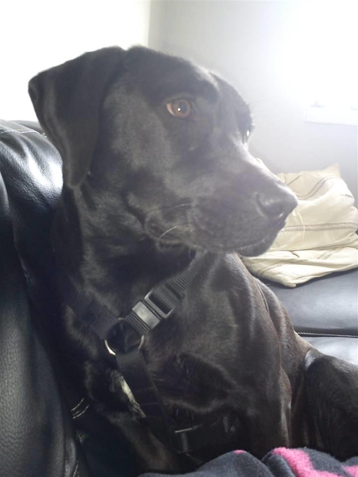 Blanding af racer Dina billede 10