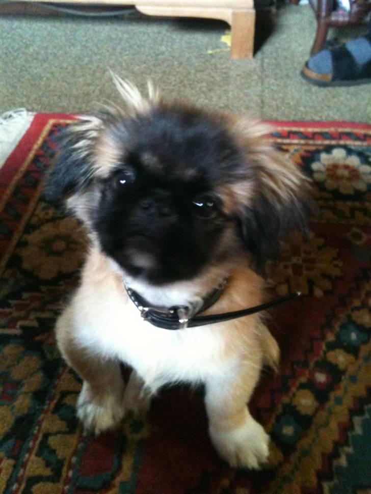 Pekingeser Simba billede 1