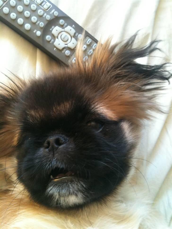 Pekingeser Simba billede 2