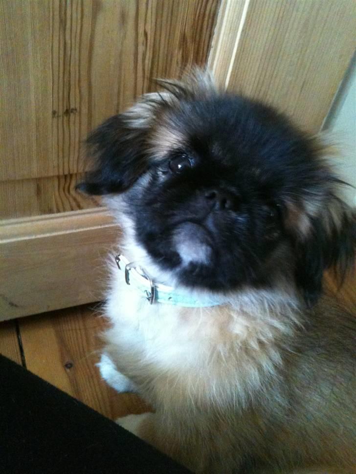 Pekingeser Simba billede 3