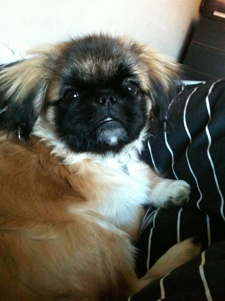 Pekingeser Simba billede 4