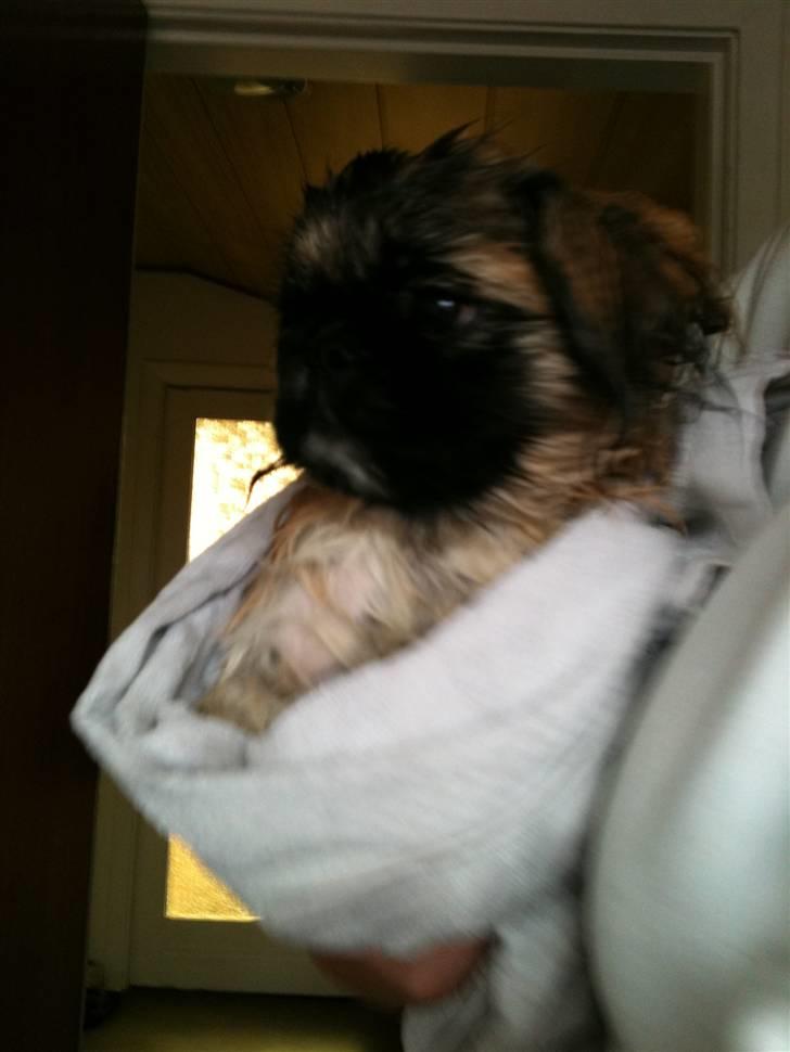 Pekingeser Simba - Er absolut ikke glad for at komme i bad.. :) billede 5