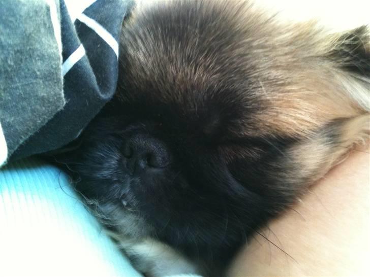 Pekingeser Simba - ligger lige og putter hos mor <3 billede 6