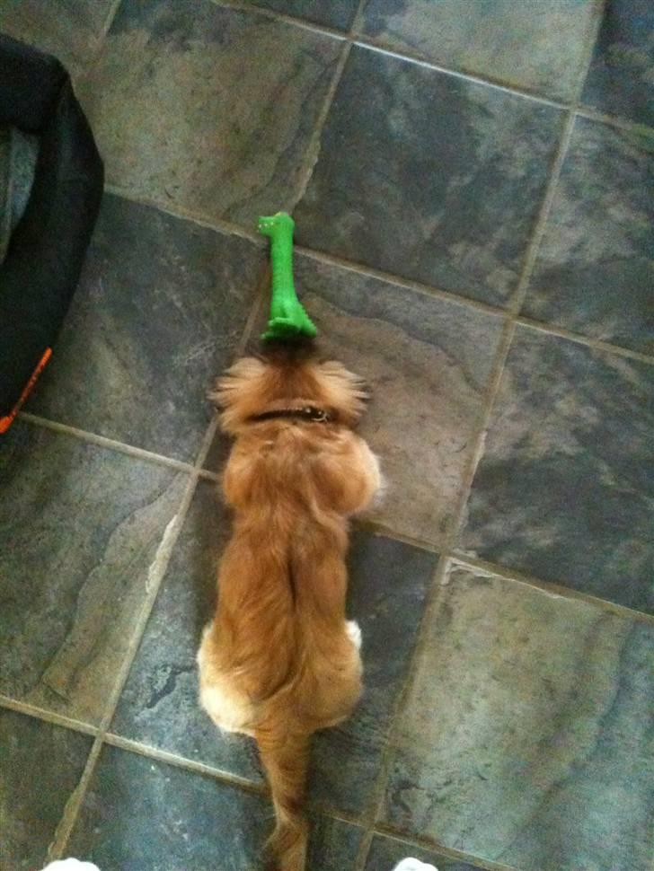 Pekingeser Simba - "Hvis jeg nu skubber til den, så kan det være Rollo gider lege med mig :) " billede 7