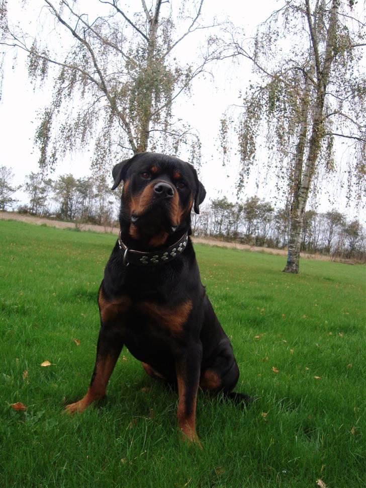 Rottweiler Zaiko - 3 1/2 år billede 15