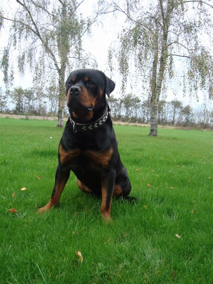 Rottweiler Zaiko billede 16