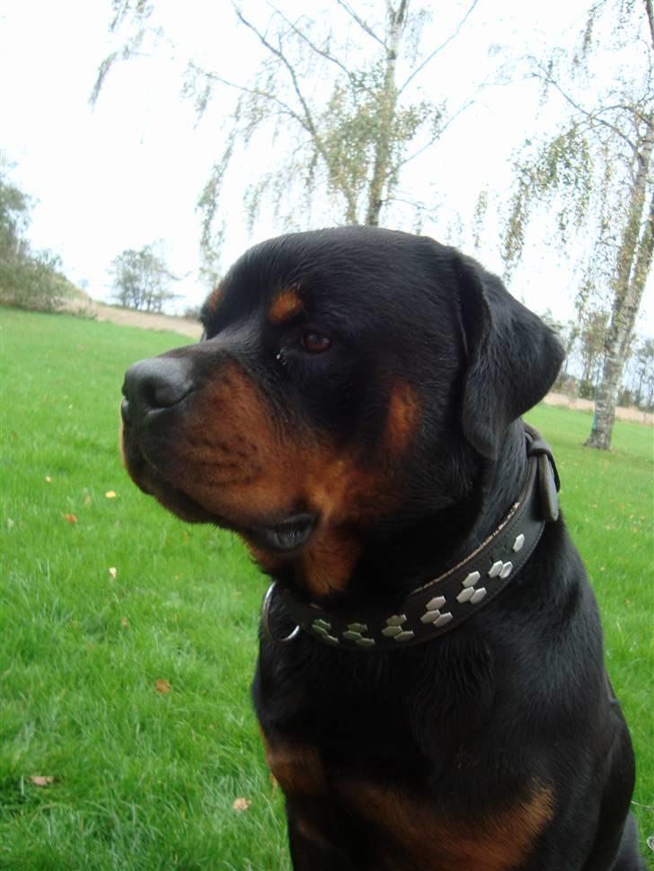 Rottweiler Zaiko billede 17