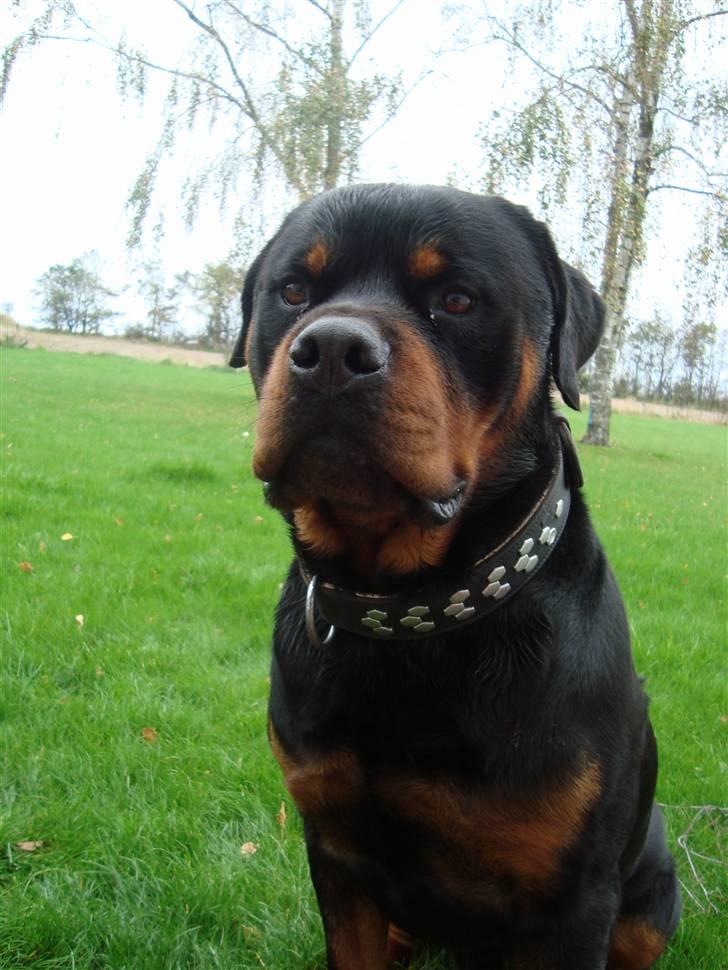 Rottweiler Zaiko billede 18