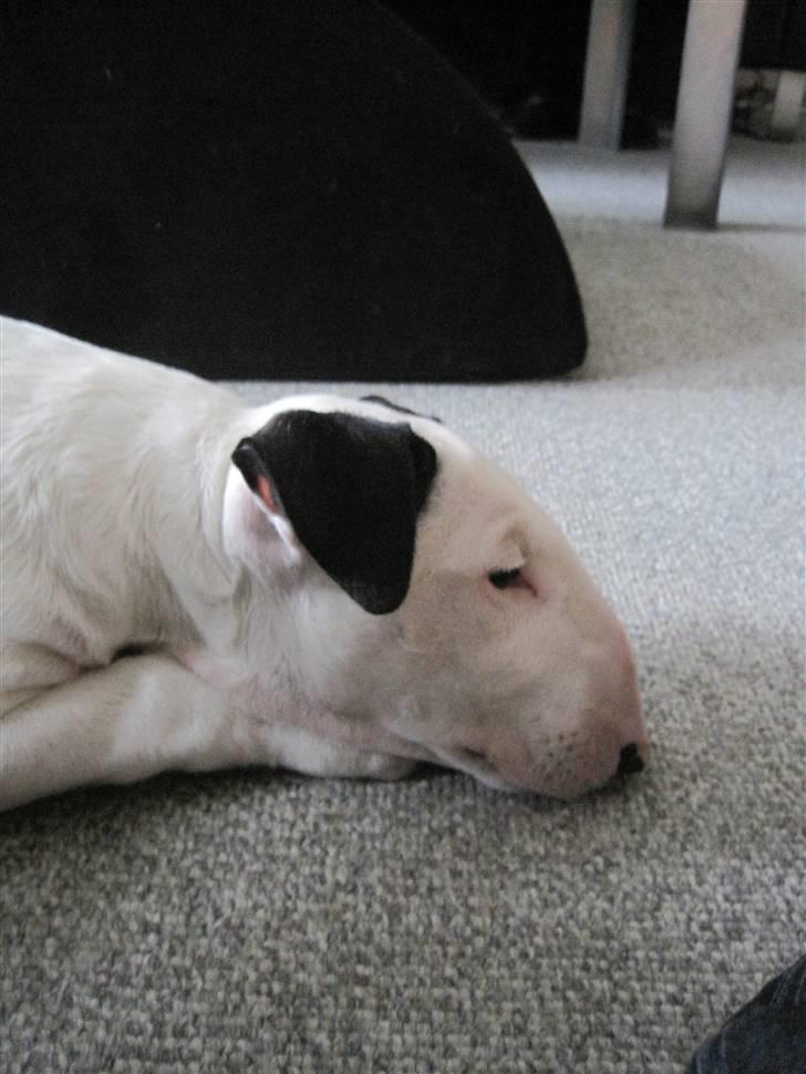 Bullterrier R.I.P Viggo 3.08.2010 - Lidt træt efter leg med sin bror billede 1