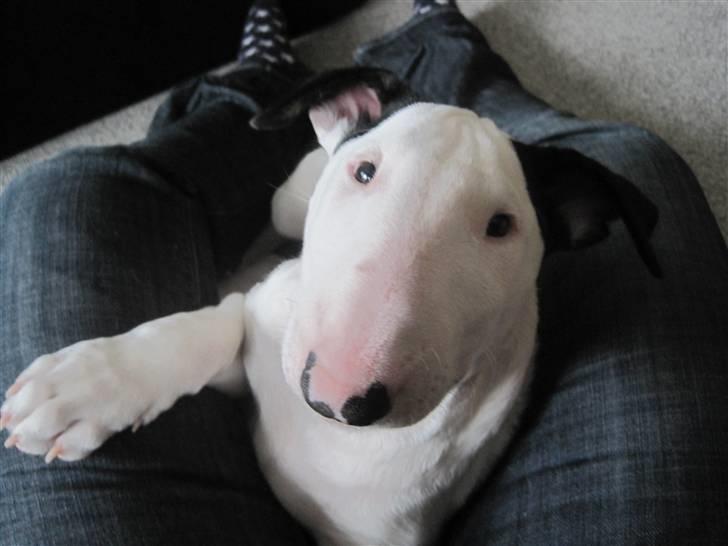 Bullterrier R.I.P Viggo 3.08.2010 - Dejligt at putte lidt billede 2