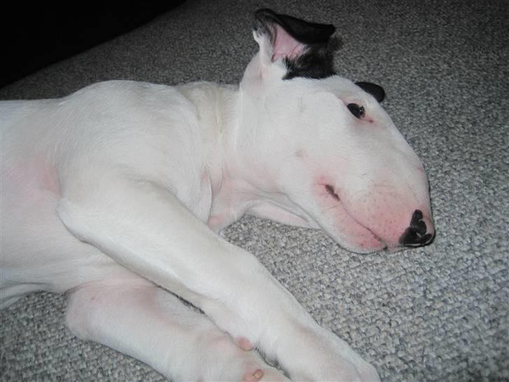 Bullterrier R.I.P Viggo 3.08.2010 billede 3