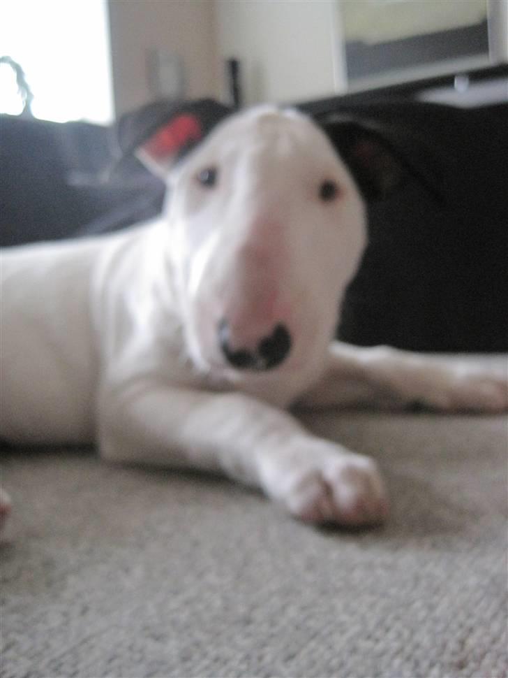 Bullterrier R.I.P Viggo 3.08.2010 billede 4