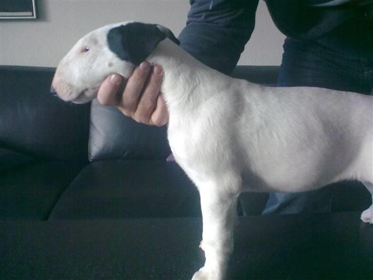 Bullterrier R.I.P Viggo 3.08.2010 - 10 Uger og dejlig billede 5