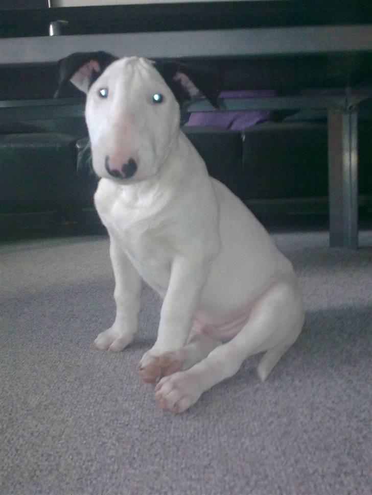 Bullterrier R.I.P Viggo 3.08.2010 billede 6