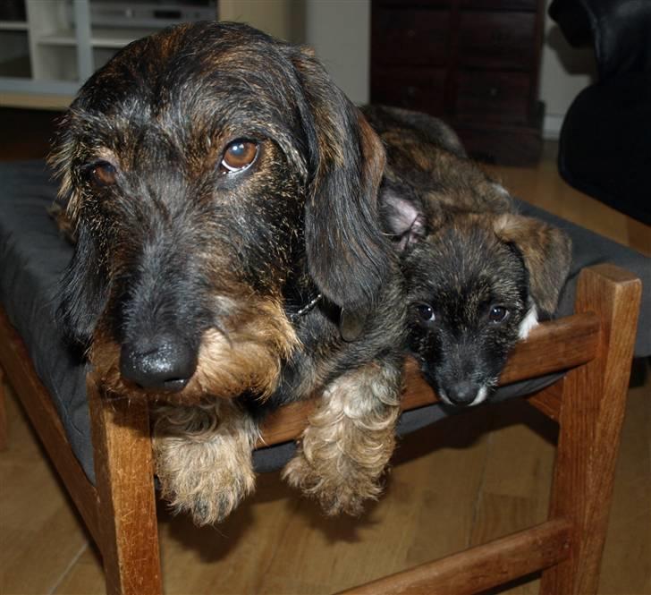 Blanding af racer Emma billede 9