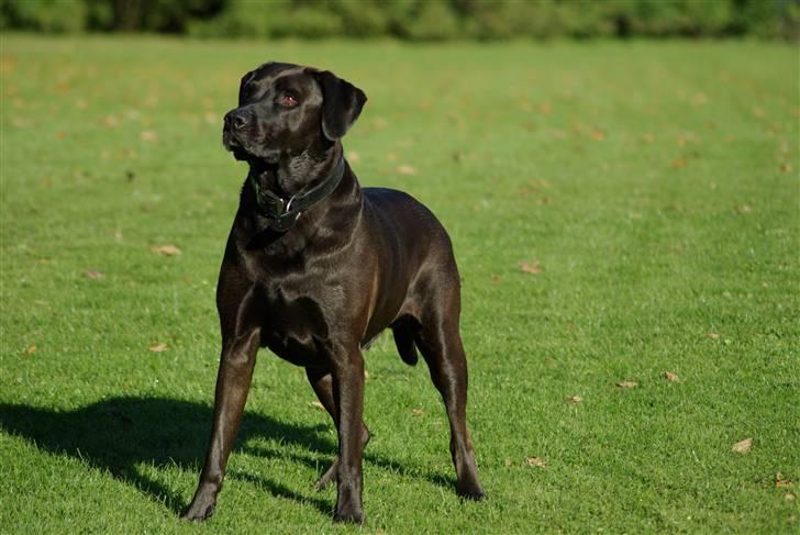 Blanding af racer Santos billede 16