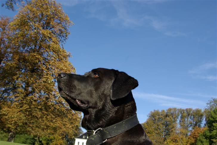 Blanding af racer Santos billede 17