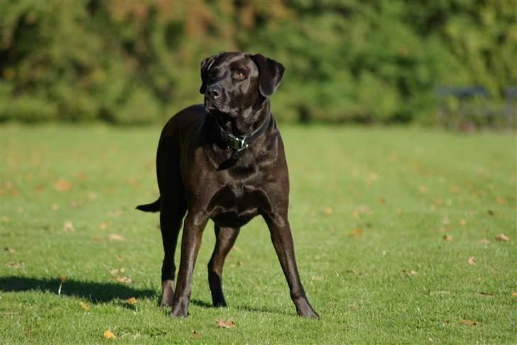 Blanding af racer Santos billede 18