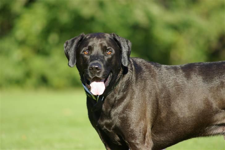 Blanding af racer Santos billede 19