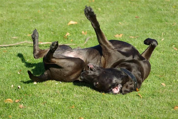 Blanding af racer Santos billede 20