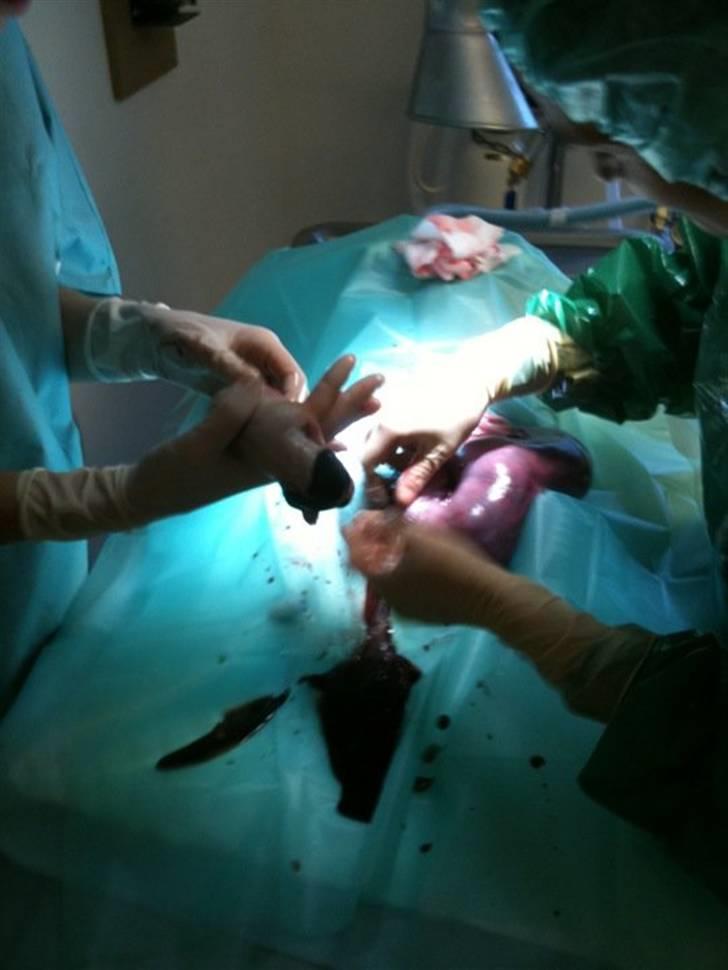 Jack russell terrier Molly billede 6