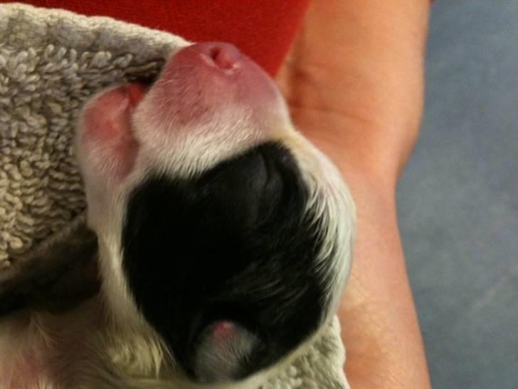 Jack russell terrier Molly billede 7