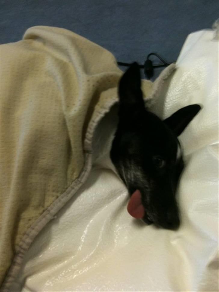 Jack russell terrier Molly billede 8