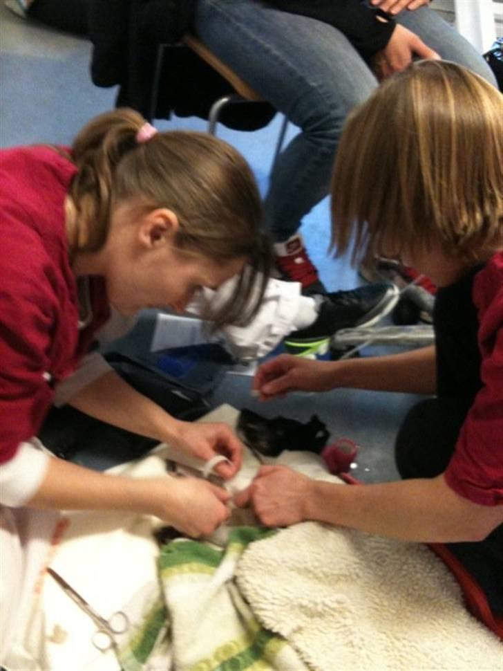 Jack russell terrier Molly billede 9