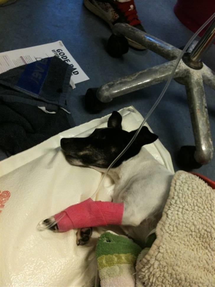 Jack russell terrier Molly billede 10