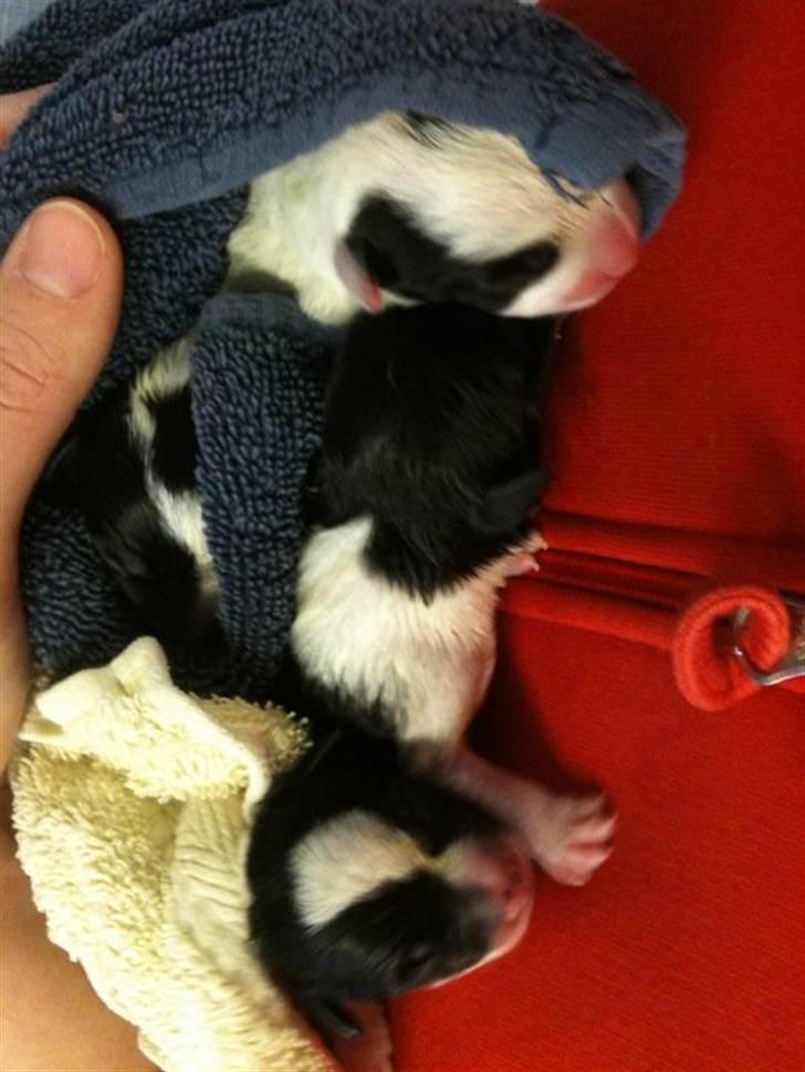 Jack russell terrier Molly billede 11