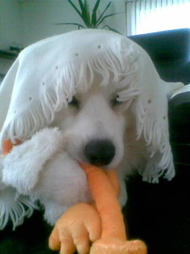 Samojedhund Basse billede 11