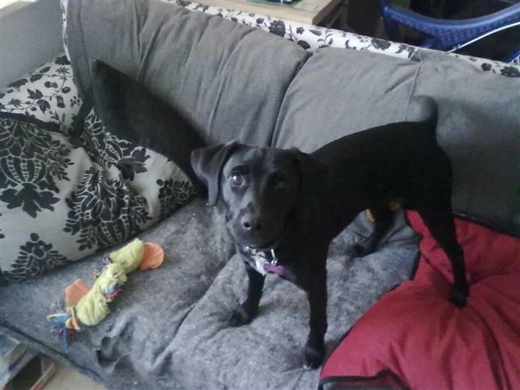 Blanding af racer Laura billede 8