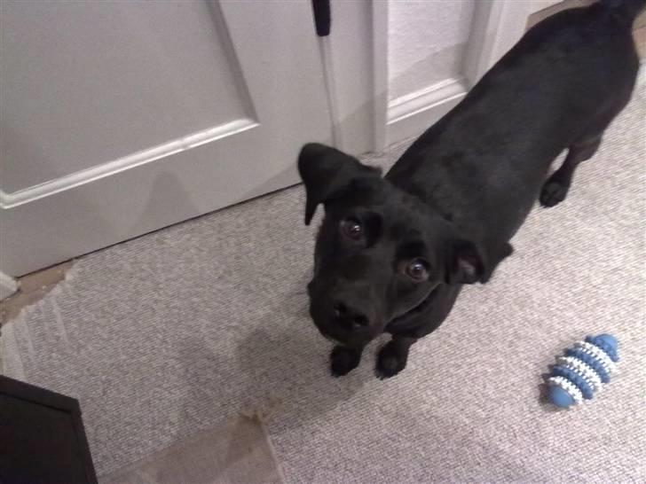 Blanding af racer Laura billede 9