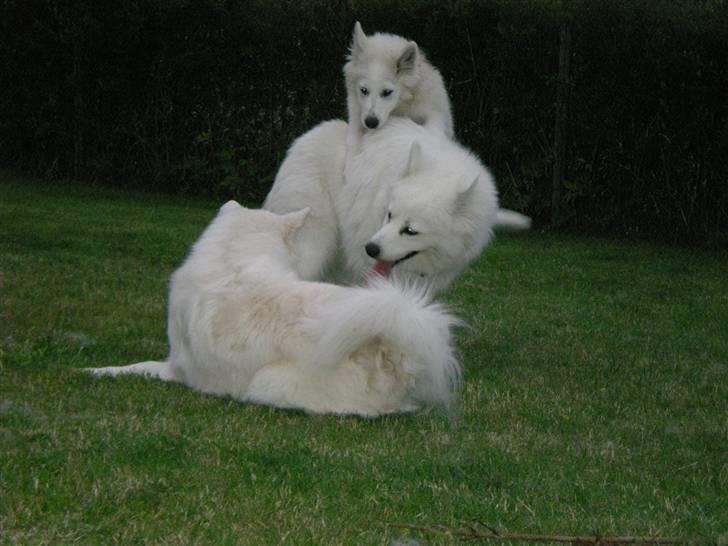 Samojedhund Basse billede 12