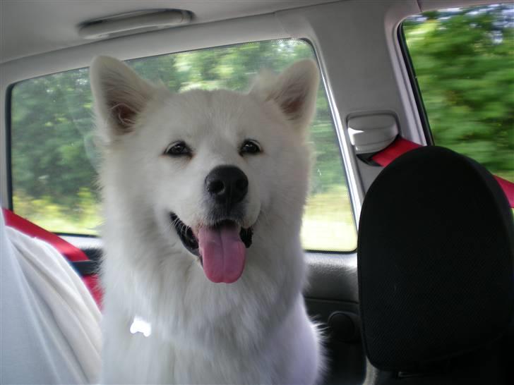 Samojedhund Basse billede 13