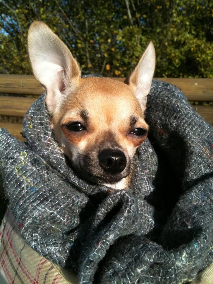 Chihuahua '~'Bailey'~' (Basse mand) - Det er rigtig dejligt og side her i tasken, og vente på bussen. Lige her i solen:O)) billede 9