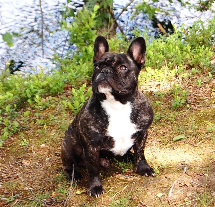 Fransk bulldog Oscar billede 8