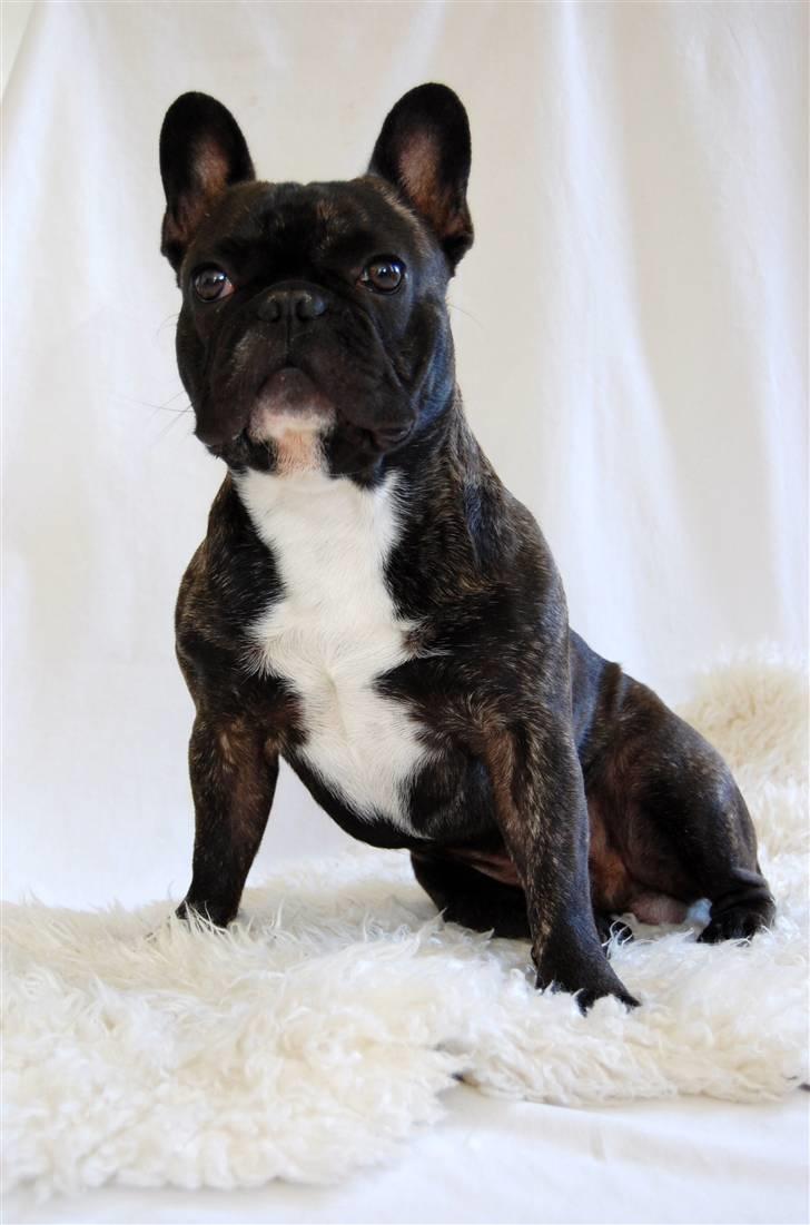 Fransk bulldog Oscar billede 9