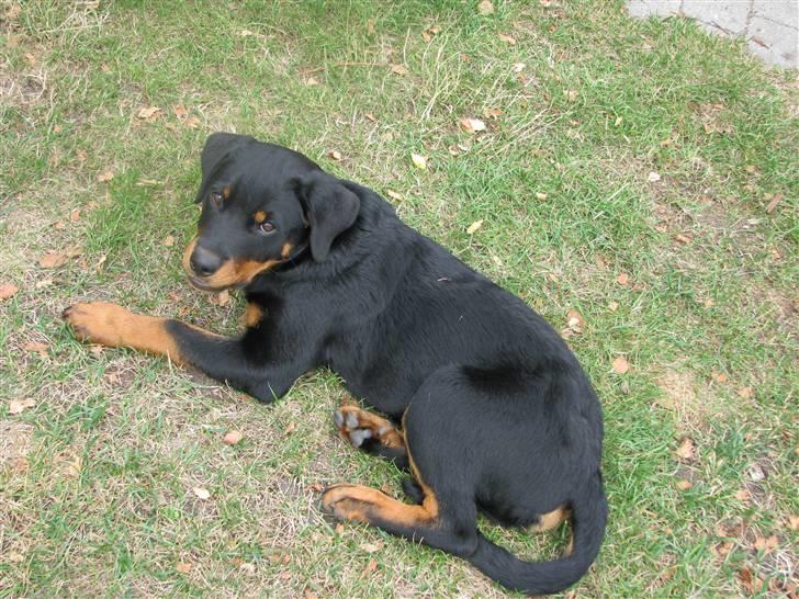 Rottweiler Tika efterlyses billede 6