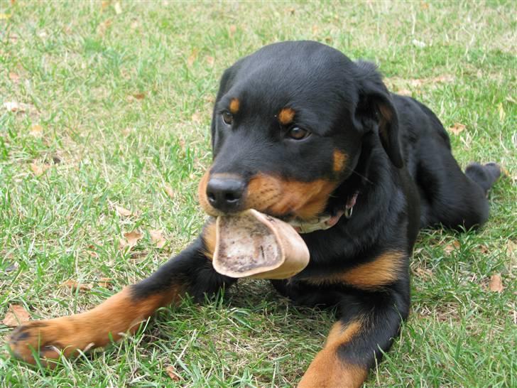 Rottweiler Tika efterlyses billede 7