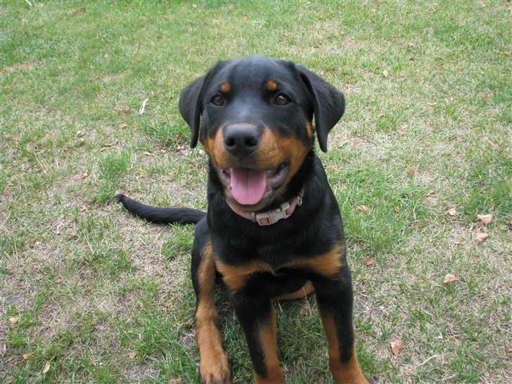 Rottweiler Tika efterlyses billede 8