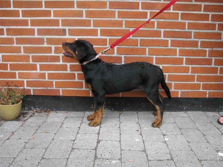 Rottweiler Tika efterlyses billede 9