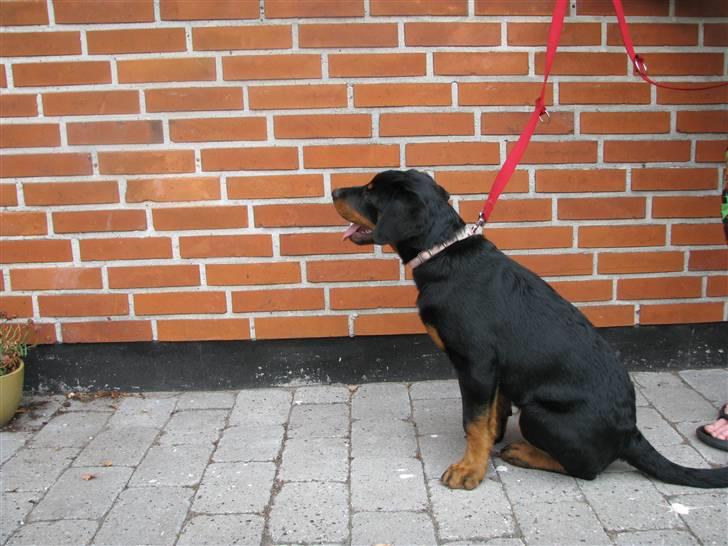Rottweiler Tika efterlyses billede 10