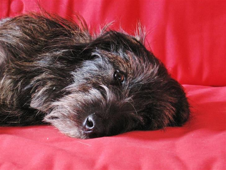 Blanding af racer Molly. billede 2